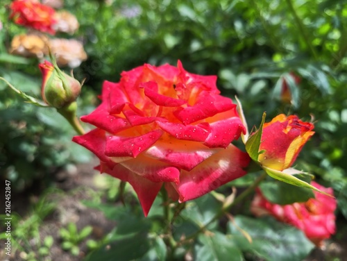 Sunlit garden roses opening in vivid red and orange tones among pink blossoms, dense green foliage, and bright floral border colors in warm daylight, with rose, garden, flower, bloom detail