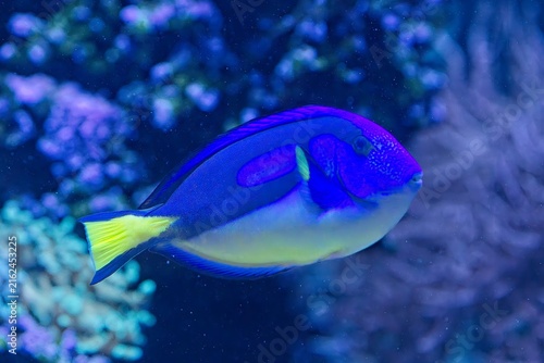 Obraz na plátně Blue Tang (Paracanthurus hepatus), a strikingly beautiful saltwater fish native to the coral reefs of the Indo-Pacific, Korkeasaari Zoo, Helsinki, Finland, Europe