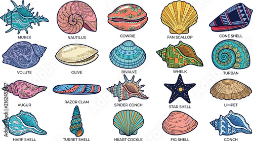 Labeled colorful seashell vector icon set featuring detailed paisley patterned illustrations of murex nautilus cowrie scallop whelk and decorative marine life species