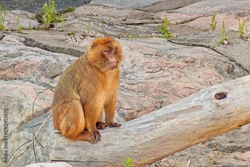 Photography Barbary macaque (Macaca sylvanus), also frequently referred to as a Barbary ape, Korkeasaari Zoo, Helsinki, Finland, Europe