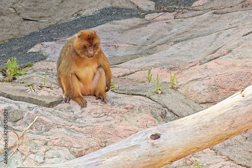 Photography Barbary macaque (Macaca sylvanus), also frequently referred to as a Barbary ape, Korkeasaari Zoo, Helsinki, Finland, Europe