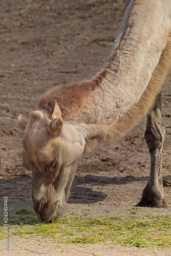 Cuadro en lienzo Bactrian camel (Camelus bactrianus), which is an animal characterized by its two distinct humps, feeding on grass from a raised platformat Korkeasaari Zoo, Helsinki, Finland, Europe