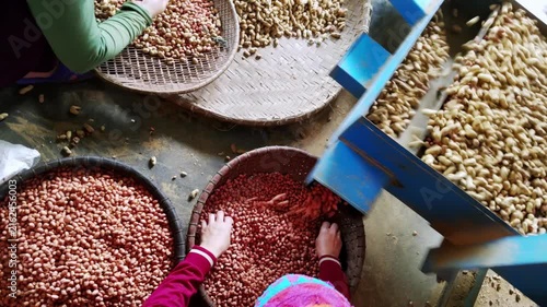 Women sort shelled peanuts squatting next to automated sieve. Female workers sort through nut crop discarding husks and spoiled beans