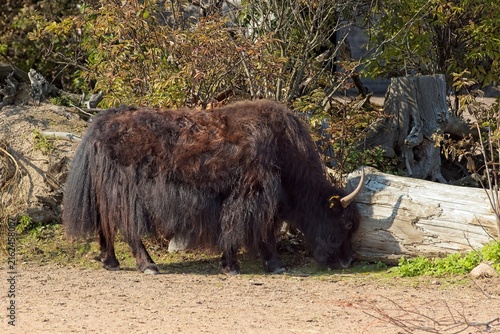Canvas Print Domestic yak (Bos grunniens), are large, heavily-built bovid mammals