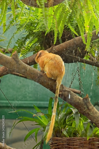 Photography Golden Lion Tamarin (Leontopithecus rosalia), identified by its brilliant orange-gold fur, Korkeasaari Zoo, Helsinki, Finland, Europe