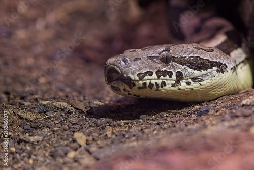 Obraz na plátne Dumeril's boa (Acrantophis dumerili), a terrestrial boa species native to Madagascar, , Korkeasaari Zoo, Helsinki, Finland, Europe