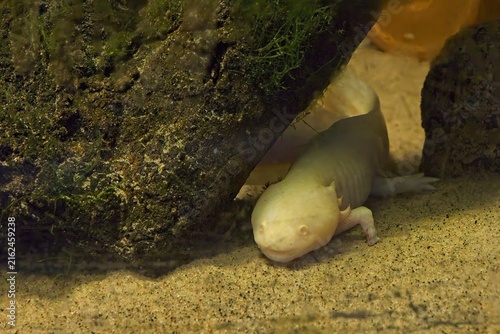 Konstfotografi Golden albino axolotl (Ambystoma mexicanum), a unique aquatic salamander famous for its ability to remain in its larval form throughout its entire life, Korkeasaari Zoo, Helsinki, Finland, Europe