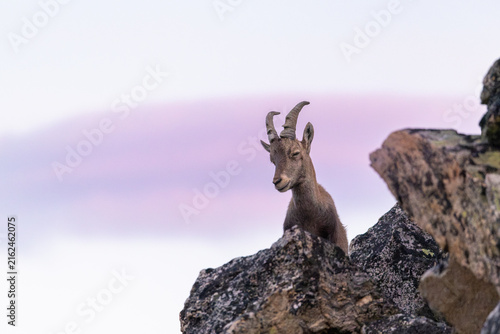 Young Alpine Ibex (Capra ibex) at Sunrise in the Pennine Alps, Valais, Switzerland
