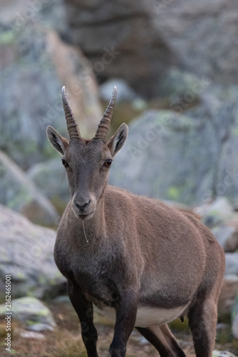 Alpine Ibex (Capra ibex) in Rocky Habitat near Almagellerhütte, Valais, Switzerland