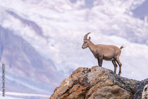 Young Alpine Ibex (Capra ibex) on Rocky Outcrop at Sunrise, Pennine Alps, Valais, Switzerland