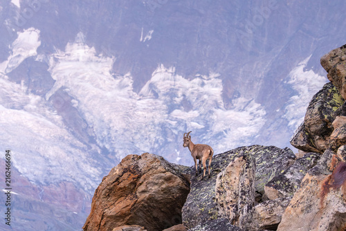 Alpine Ibex (Capra ibex) on Rocky Outcrop with Glacier Backdrop, Pennine Alps, Valais, Switzerland