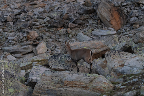 Alpine Ibex (Capra ibex) at Sunrise Among Boulders in the Pennine Alps, Upper Valais, Switzerland