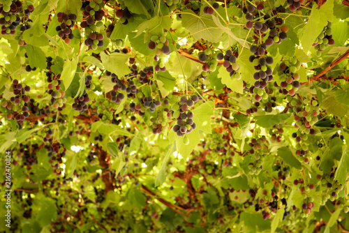 Obraz na płótnie Grapevine leaves framing a vineyard view along the Moselle river, Germany