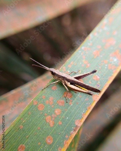Obraz na plátne Macro photography of a slant-faced grasshopper perched on a green leaf
