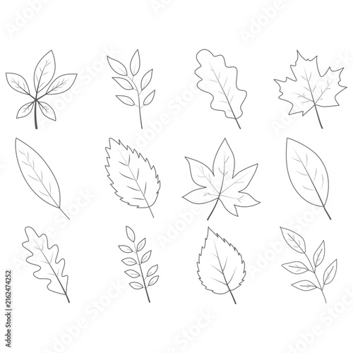 Autumn Leaves Doodle Set – Hand Drawn Botanical Line Art