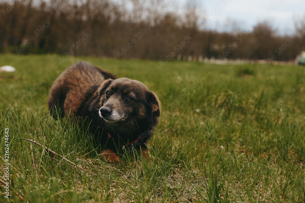 Fototapeta premium Calm senior dog resting in a wide field under soft sunlight, showcasing countryside outdoor life and a peaceful mood, a candid pet moment amid grass and nature