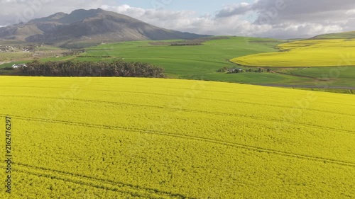 Aerial of bright yellow fields, canola