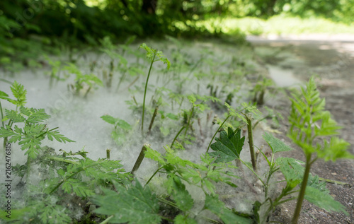 Foto Poplar fluff covering green plants on ground in nature during spring season