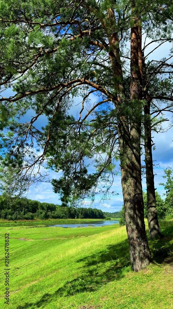 Fototapeta premium Tall pine trees bordering a serene riverbank under a clear blue sky with lush green grass