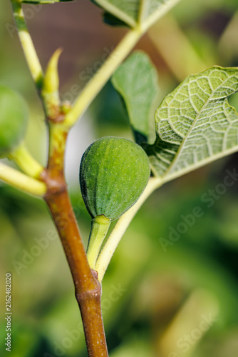 Green unripe fig fruit growing on branch close-up, macro photography of common fig tree