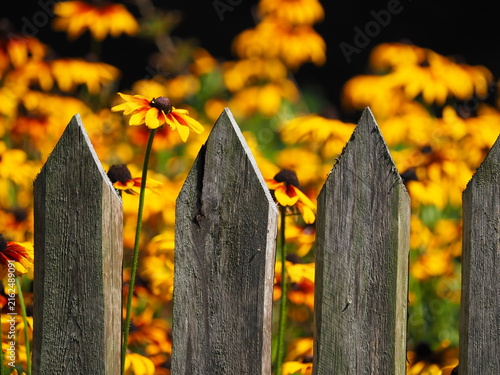 Plakat Wooden picket fence and yellow flowers in the background