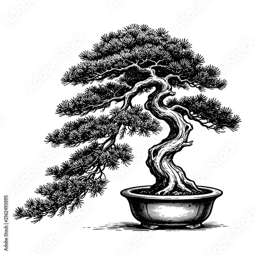 A Kengai-style bonsai Juniper tree  Hand-drawn vintage engraving illustration 