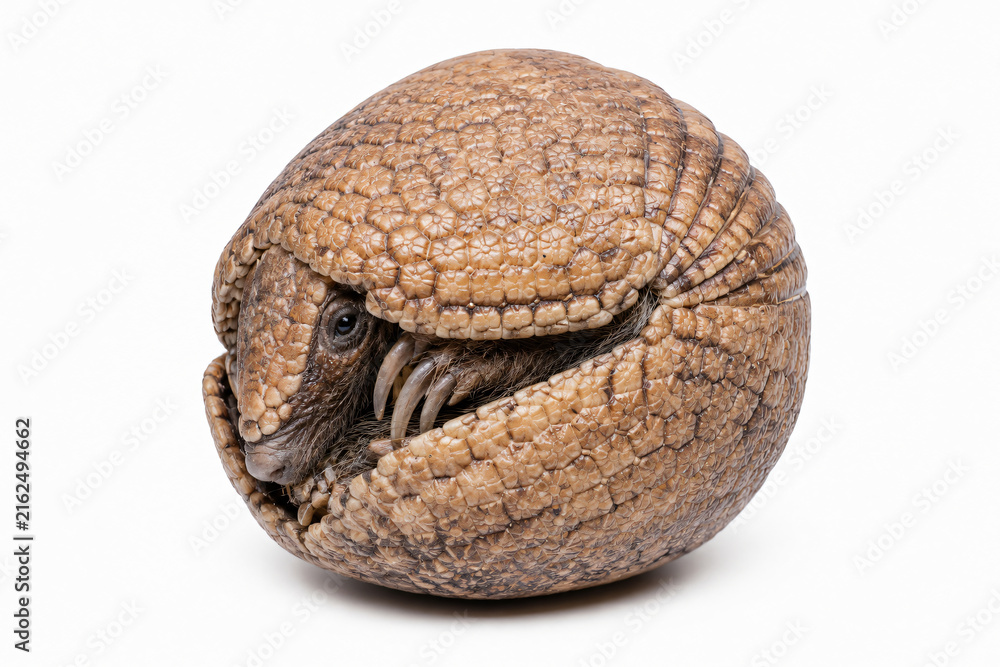 Obraz premium Three-banded armadillo curled into a protective ball, showing its distinctive armored shell and claws