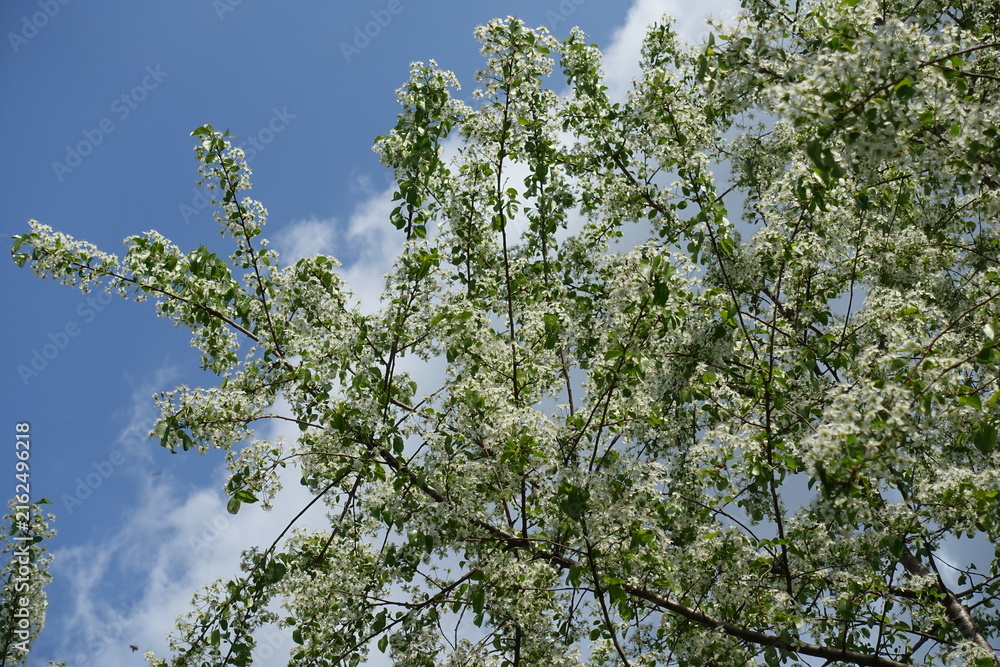 Fototapeta premium Numerous white flowers of Prunus mahaleb in May
