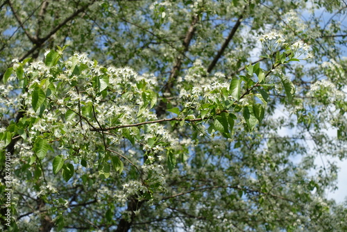 Fotografie Numerous white flowers of Prunus mahaleb in May