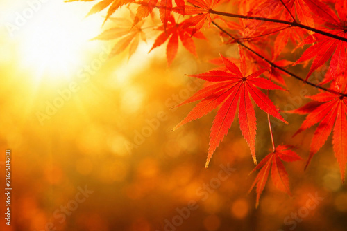 Autumn Red Japanese Maple Leaves with Golden Sunlight and Bokeh