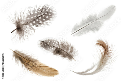Foto Collection of diverse bird feathers with intricate patterns and textures