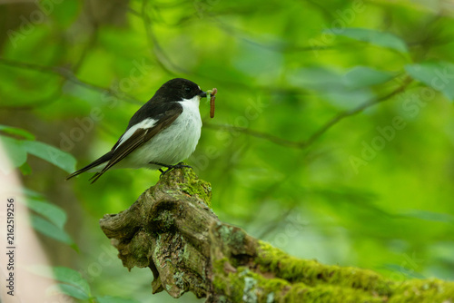 Male Pied Flycatcher with caterpillars in his beak. England, UK.
