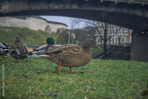 Cuadro en lienzo Ducks walking on green grass in Pskov