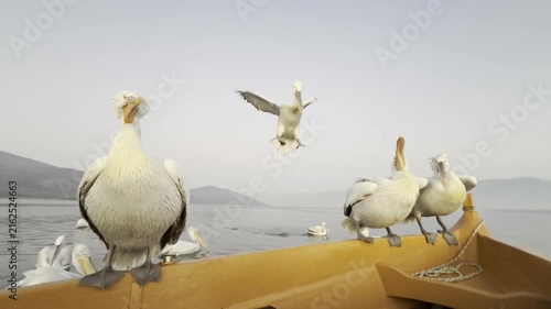 Beautiful Dalmatian pelican staying on the boat and fighting for a place. Lake Kerkini, Greece.

