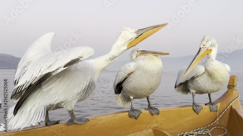 Beautiful Dalmatian pelican staying on the boat and fighting for a place. Lake Kerkini, Greece.
