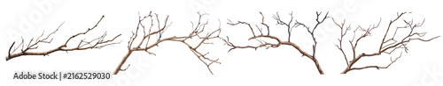 Foto A diverse collection of bare tree branches with intricate patterns, isolated on transparent background