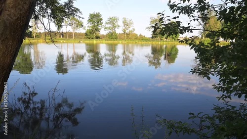 A common carp jumping out of a pond, summer day, sunset, trees around the pond, normal video speed