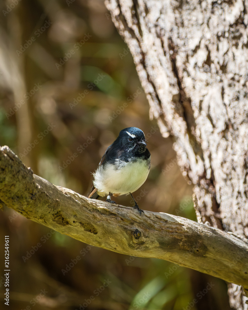 Obraz premium Male Willie Wagtail perched on a tree branch in Australia