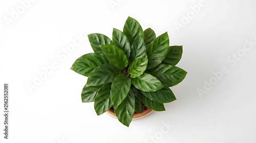 Top view of green houseplant in flower pot displayed against clean white background with houseplant, botanical