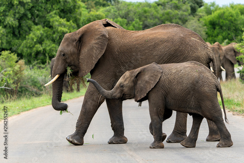 Elephant herd in the green season in the Kruger National Park in South Africa