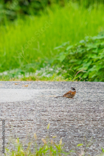 Canvas Print Bruant à longue queue posé sur une chaussée humide dans la verdure
