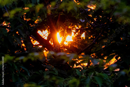Photography Lumière orange du soleil couchant filtrant à travers les arbres