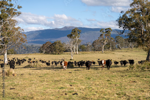 Herd of Angus and Hereford beef cattle grazing in an open Australian mountain pasture spring