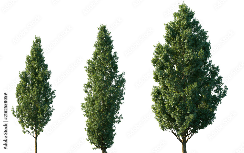 Fototapeta premium Set of Quercus robur (commonly known as the English oak or pedunculate oak) isolated png in sunny daylight on a transparent background perfectly cutout