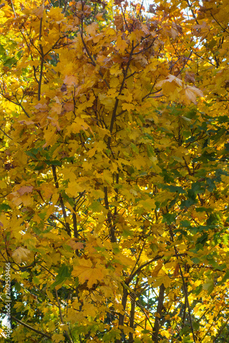 Vibrant autumn foliage on a sunny day
