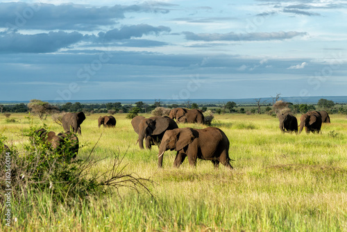 Elephant herd in the green season in the Kruger National Park in South Africa