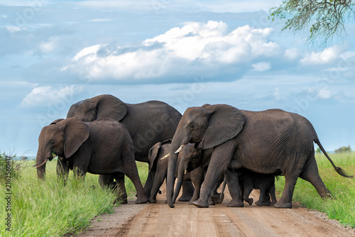 Canvas Print Elephant herd in the green season in the Kruger National Park in South Africa