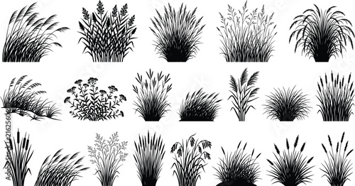 Ornamental Grass Silhouette Vector Collection with Wild Reeds Pampas and Decorative Garden Plants