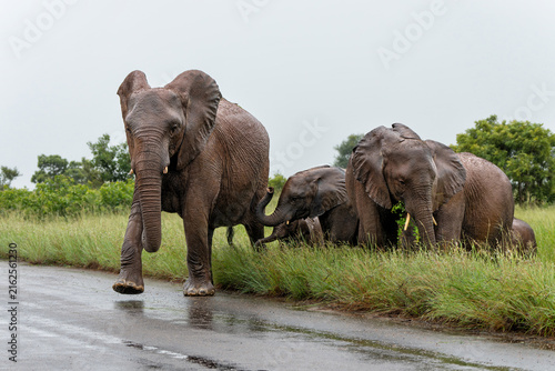 Elephant herd in the green season in the Kruger National Park in South Africa