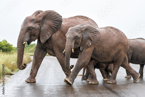 Elephant herd in the green season in the Kruger National Park in South Africa